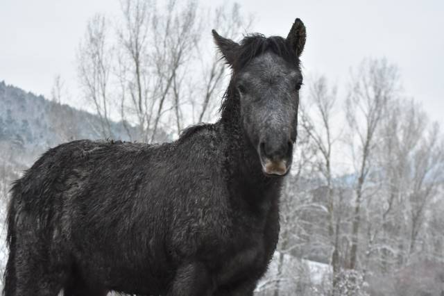 Pouliche poney welsh part bred