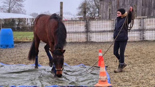Adorable poulain de 3ans