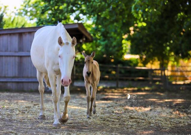 Jument lusitanienne pleine
