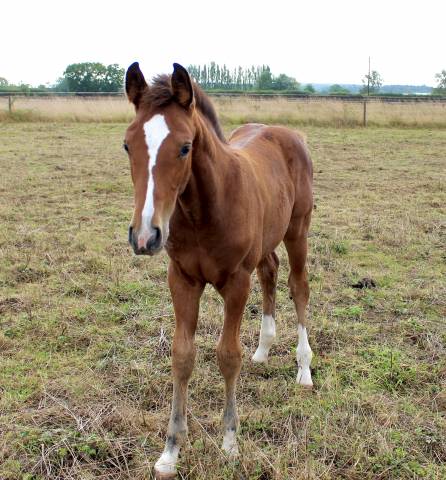 Magnifique poulain sf 