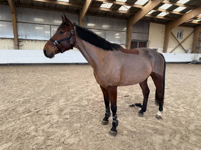 Chevaux De Sport CSO Saut D Obstacle Vendre Equirodi France Chevaux De Sport CSO Saut D Obstacle Vendre Equirodi France