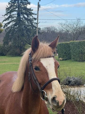 Ponette 4 ans welsh part-bred
