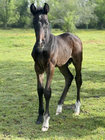 Superbe poulain dressage 
