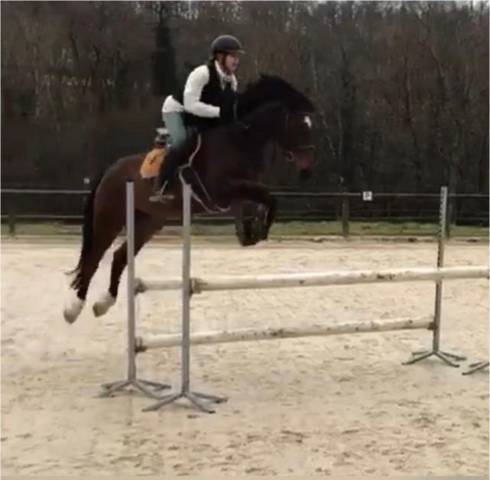 à vendre jument sf, de cso polyvalente & expérimentée