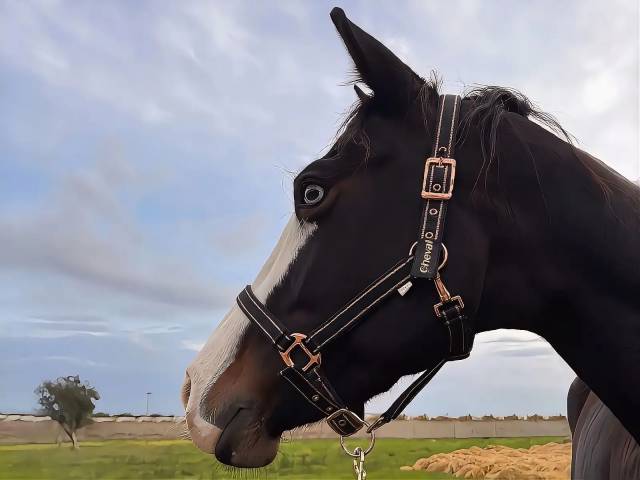 Jument quarter horse a vendre 2021 bai brun par colonel shining gun