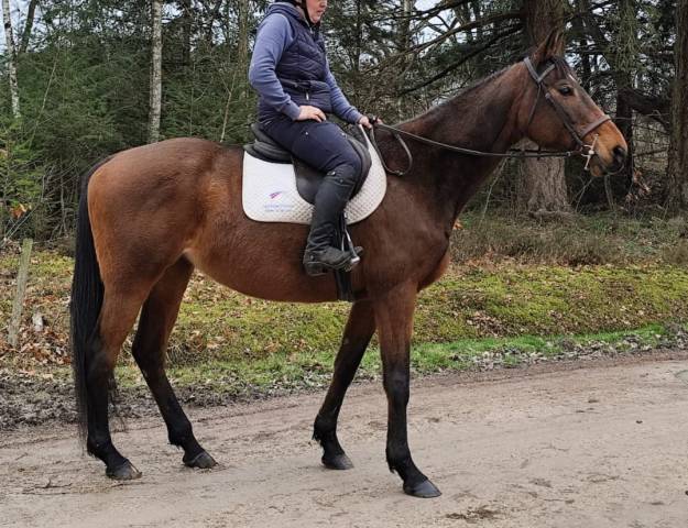 Jolie jument de loisirs 