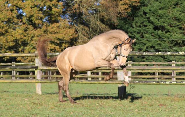 Shinegro ch : shinegro ch - aes champagne licensed stallion 
