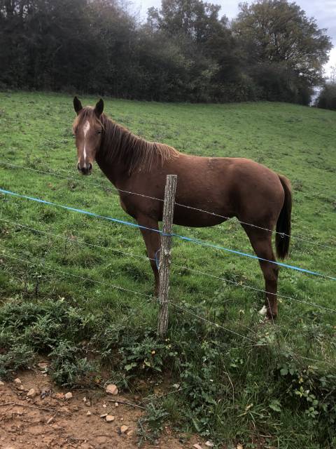 A vendre pouliche sf