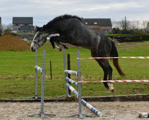 Magnifique jeune 3 ans 