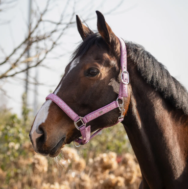 Licol Lyvia Rose - QHP - Motifs cœurs, ajustable