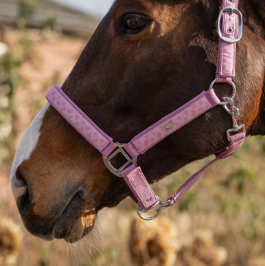 Licol Lyvia Rose - QHP - Motifs c&oelig;urs, ajustable