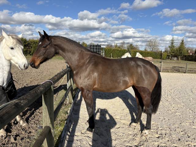 à vendre jument 7 ans