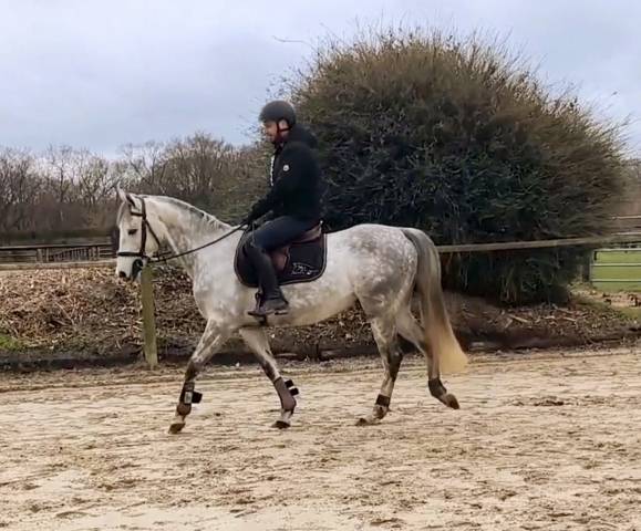  hongre anglo-arabe – 5 ans – 