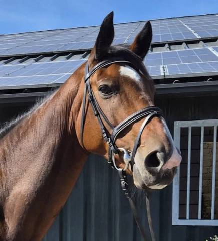 Jument 2012 -sbs- fabeau(florencio/donnerhall) x axis