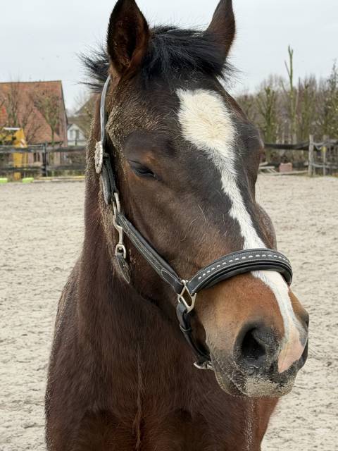 Cheval franche montagne à vendre