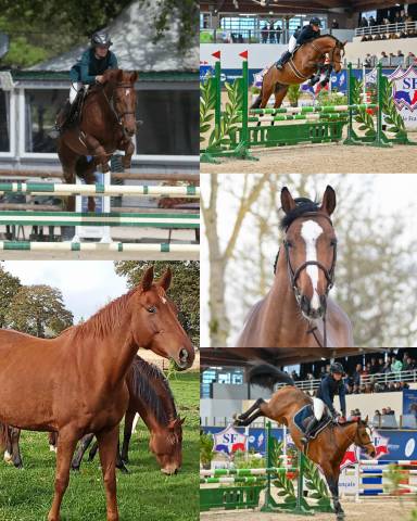 Poulinière pleine à remettre au sport après