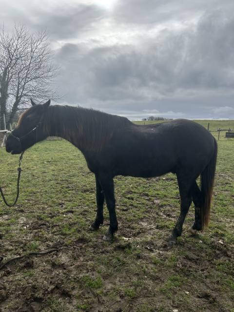 Hongre oncs 6ans en juin – calme, gentil, polyvalent