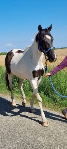 A vendre petit cheval 11 ans oc