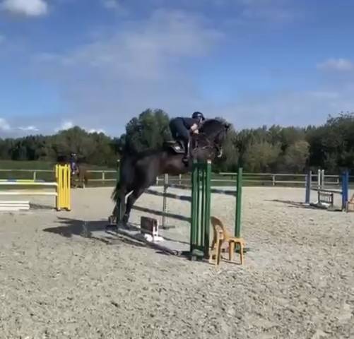 Cheval de sport - hongre noir de 9 ans  zangersheide