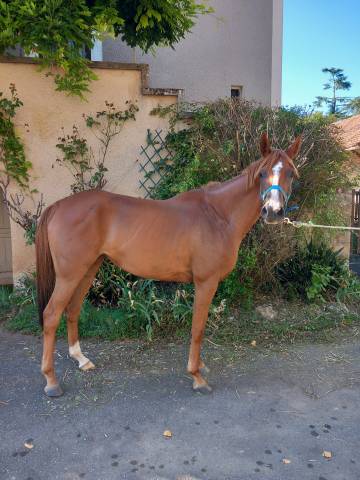 Jument pur sang arabe 5 ans