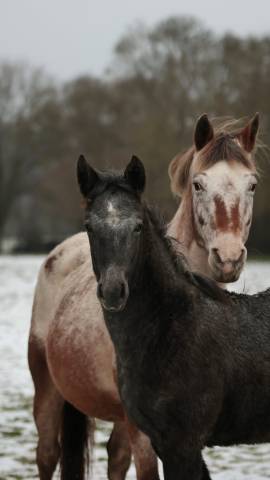 Pikala izlayon pouliche nez perce