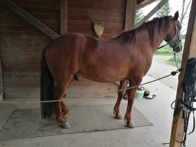 Av hongre ibérique 12 ans pour bonne maison	