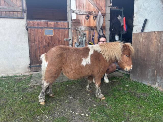 Poney pour compagnie 