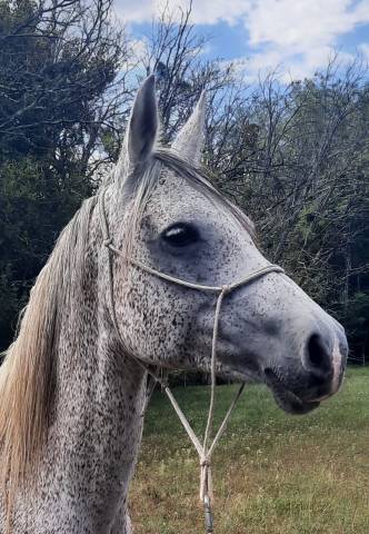 Magnifique jument pur sang arabe grise truitee 18 ans