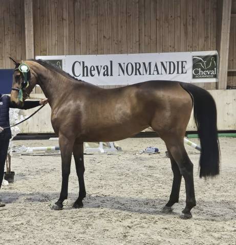 Jument sf 4 ans par vigo cécé