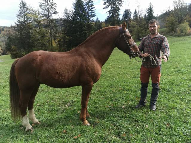 Don mirabeau du seneut : saillie par magnifique étalon franches-montagnes