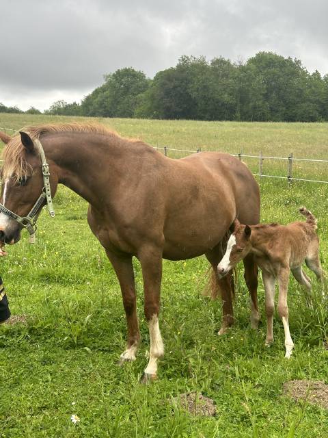 Poulinière top origines