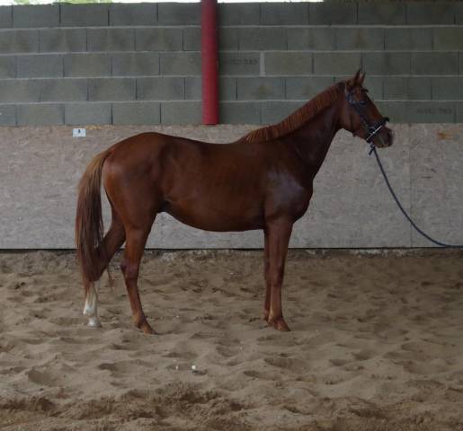 Cheval oc 5 ans