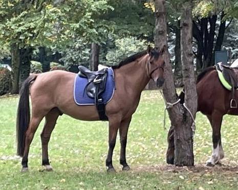 Henson - hongre, 9 ans.