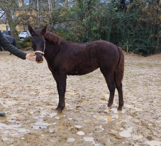 Pouliche 1 an pfs taille d 