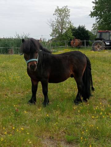 Etalon shetland  a vendre   