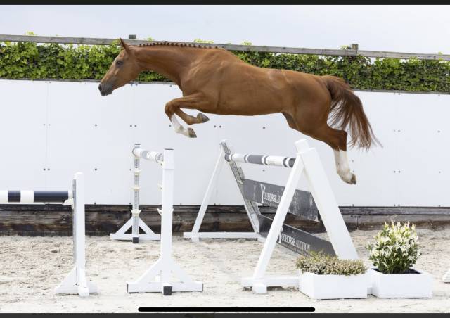 Jument d’avenir 5 ans