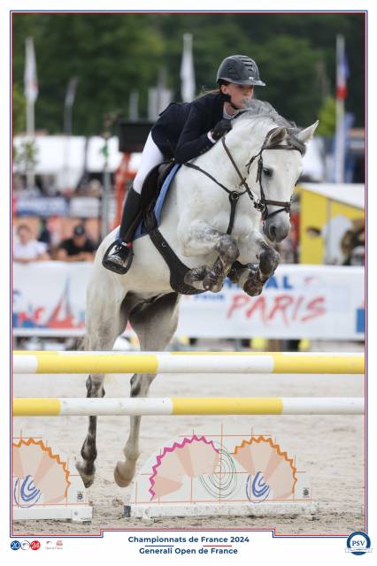 à vendre – poney connemara, 8 ans