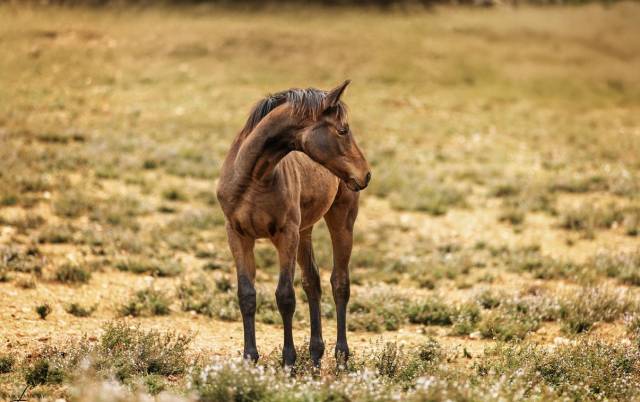 Pouliche négus de talma 