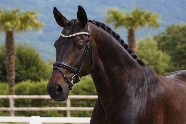 Jument -  lusitanienne- 7 ans - dressage - france