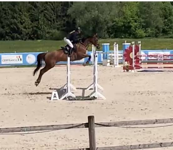 Jument de sport de 6ans 