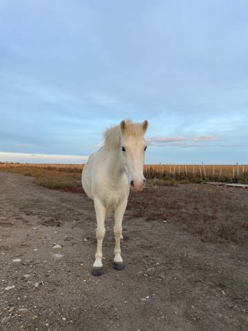 Hongre camargue plein papier à vendre 