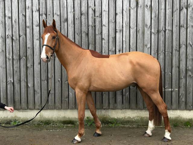 Grand cheval polyvalent hunter, dressage, cso