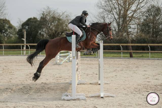 Hongre selle français – 12 ans – fiable et franc – prêt