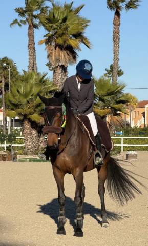 à vendre jument de sport 8 ans 