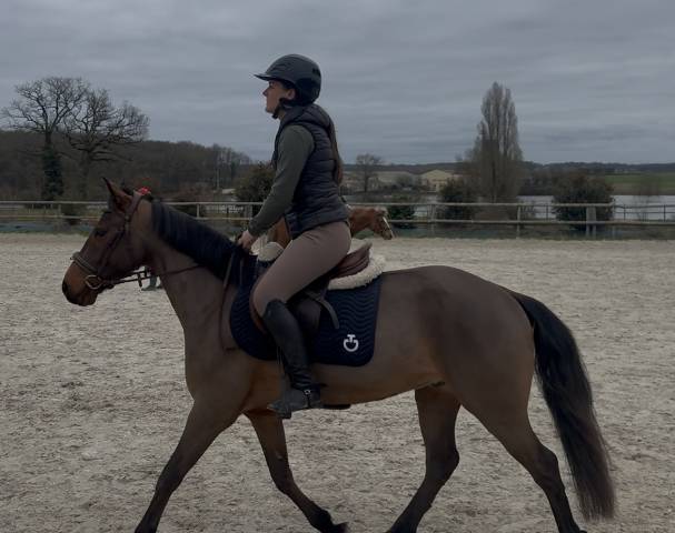 Hongre connemara de 6 ans 