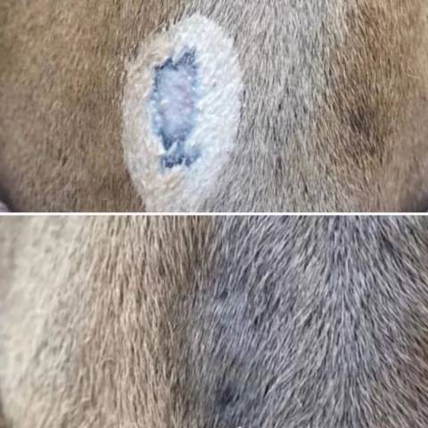 Baume protecteur et hydratant anti UV 500ml - Nellumbo