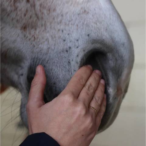 S&eacute;rum confort respiratoire 35ml - Nellumbo