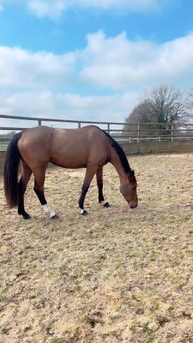 Jument selle français 5 ans - 164cm - jument d’amateur 