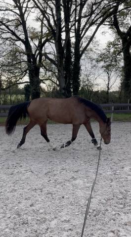 Jument selle français 5 ans - 164cm - top amateur 