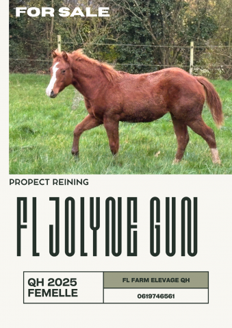 Pouliche quarter horse 2025